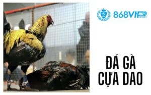 Đá Gà Cựa Dao