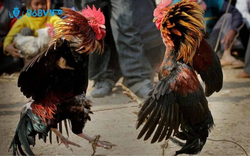 Đá gà cựa sắt là đặt cược đá gà với hình thức trực tuyến Đá gà cựa sắt là đặt cược đá gà với hình thức trực tuyến