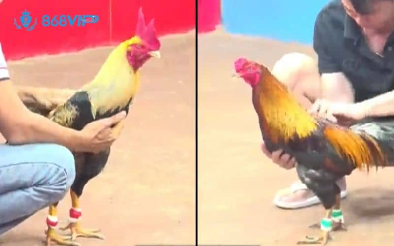 Lựa chọn con gà đá giỏi để tăng cơ hội chiến thắng Lựa chọn con gà đá giỏi để tăng cơ hội chiến thắng
