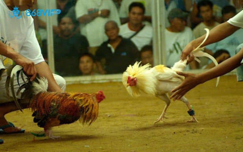 Luật chơi đá gà cựa dao mà người chơi khi tham gia nên biết Luật chơi đá gà cựa dao mà người chơi khi tham gia nên biết