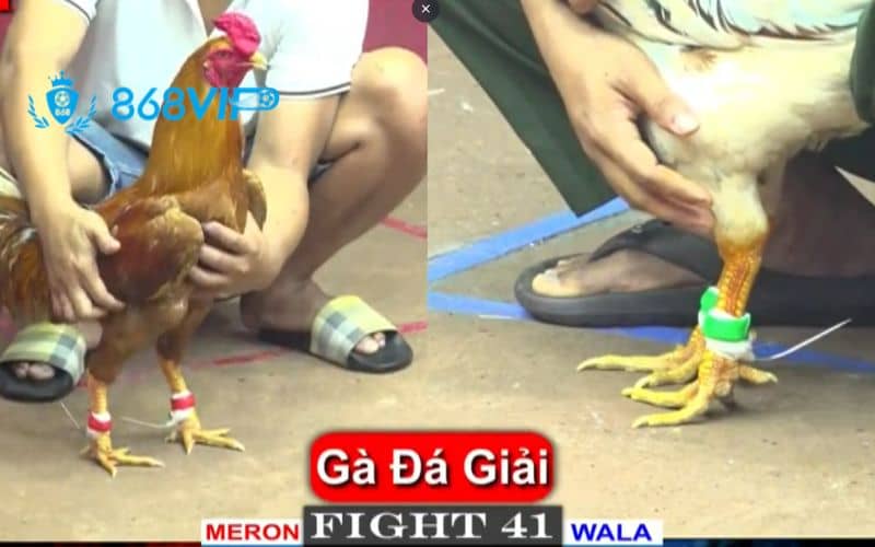 Đá gà cựa sắt đầy kịch tính Đá gà cựa sắt đầy kịch tính