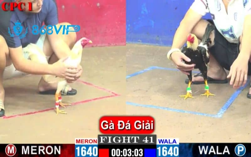 Phát trực tiếp đá gà hàng ngày Phát trực tiếp đá gà hàng ngày