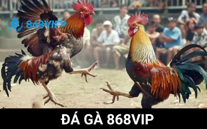 Trải nghiệm cá cược đầy thú vị tại Đá Gà 868VIP Trải nghiệm cá cược đầy thú vị tại Đá Gà 868VIP