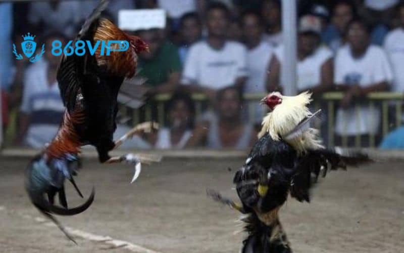 Xem trực tiếp đá gà cựa dao với hình ảnh sắc nét Xem trực tiếp đá gà cựa dao với hình ảnh sắc nét